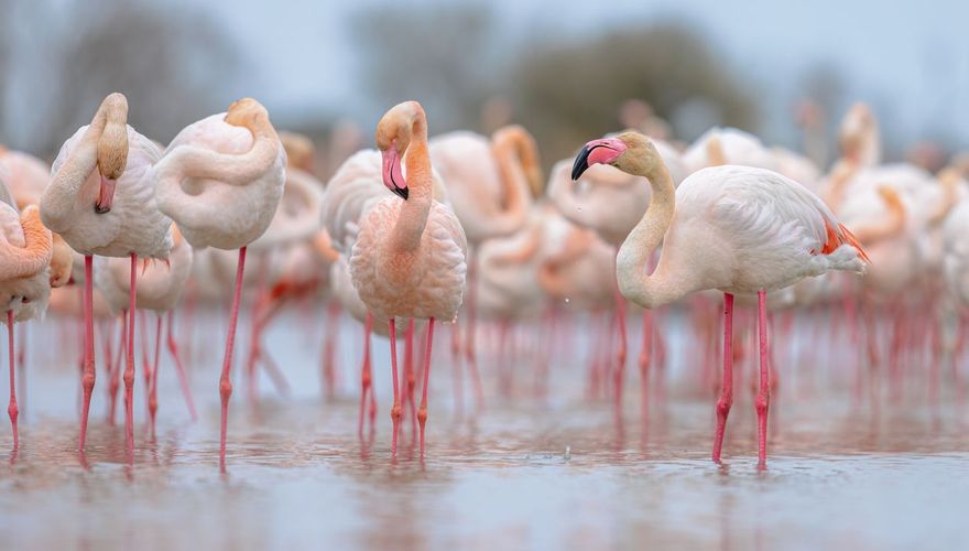 grote flamingo/ shutterstock
