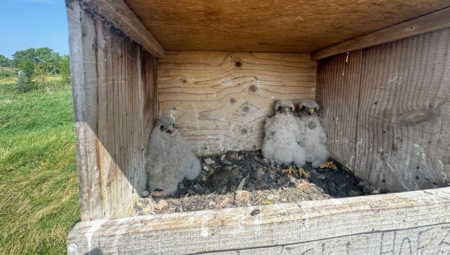 Torenvalken Marie Curie, Albert Einstein en Johannes Keppler