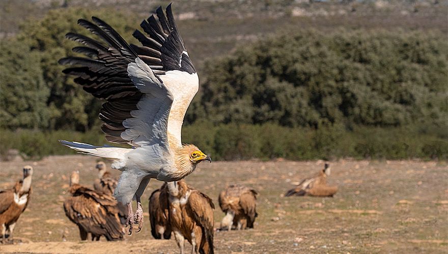 Aasgier met vale gieren op de achtergrond, Extremadura, Spanje / Marc Guyt - AGAMI