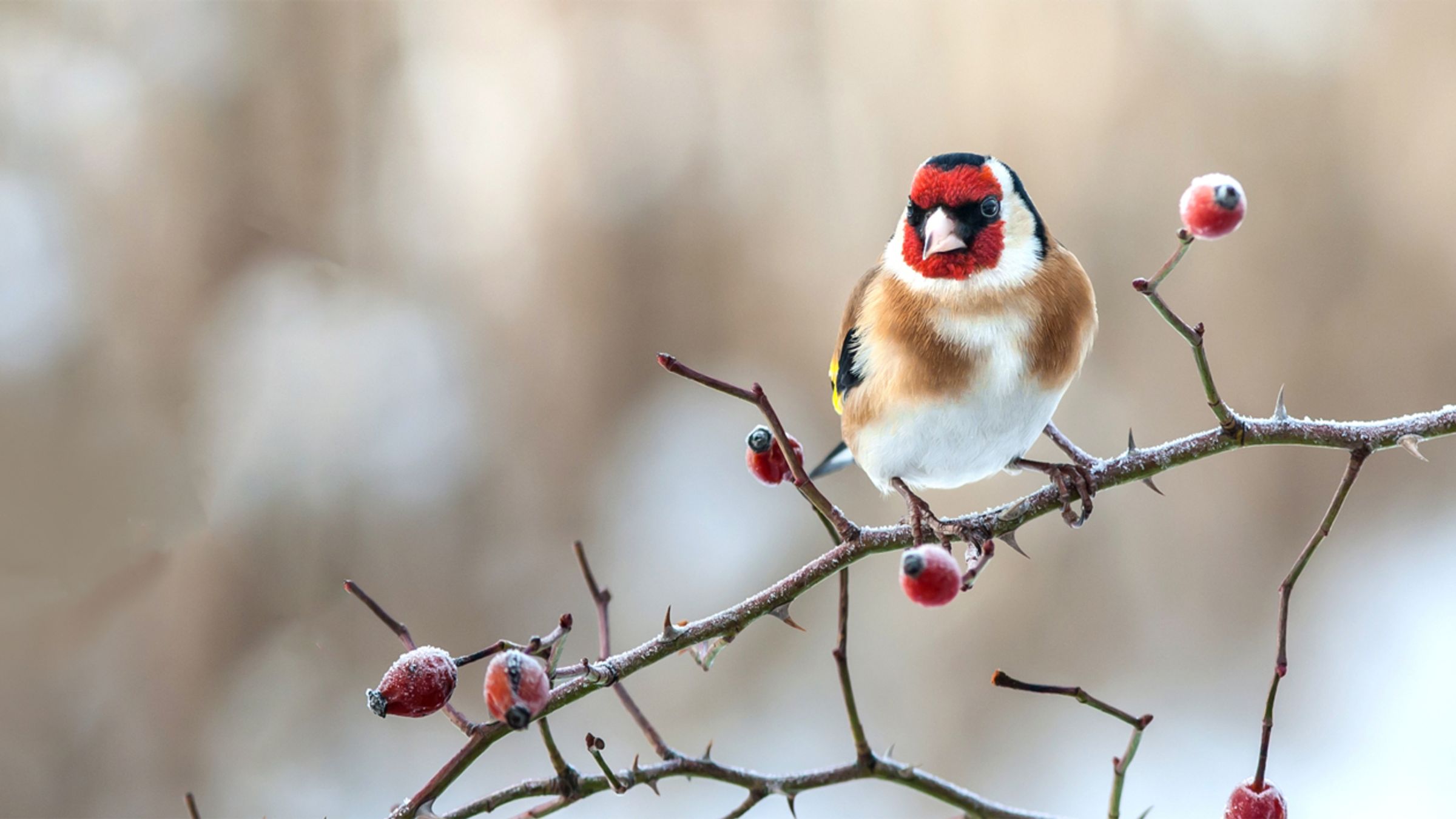 Putter / Shutterstock