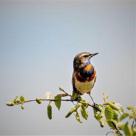 de ster onder de blauwborsten