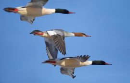 Grote Zaagbekken in vlucht