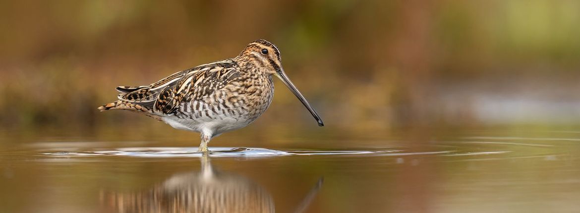 Watersnip / Loes Belovics, Fotogalerij