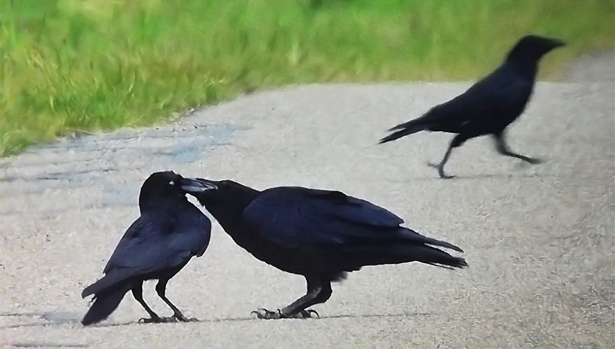 adopteren raaf | Vogelbescherming