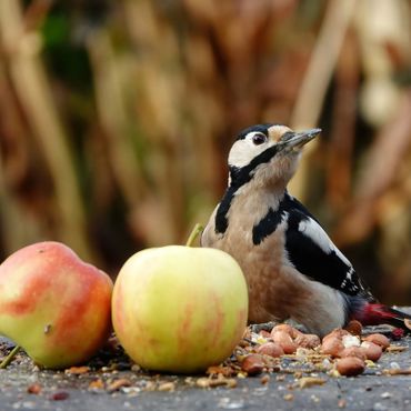 Grote bonte specht / Wilma Hoeve, Fotogalerij