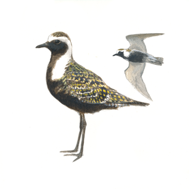 Amerikaanse goudplevier / Elwin van der Kolk