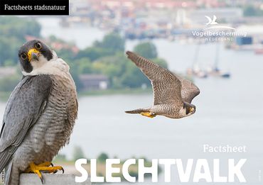 Download factsheet slechtvalk