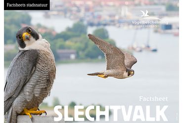 Download factsheet slechtvalk