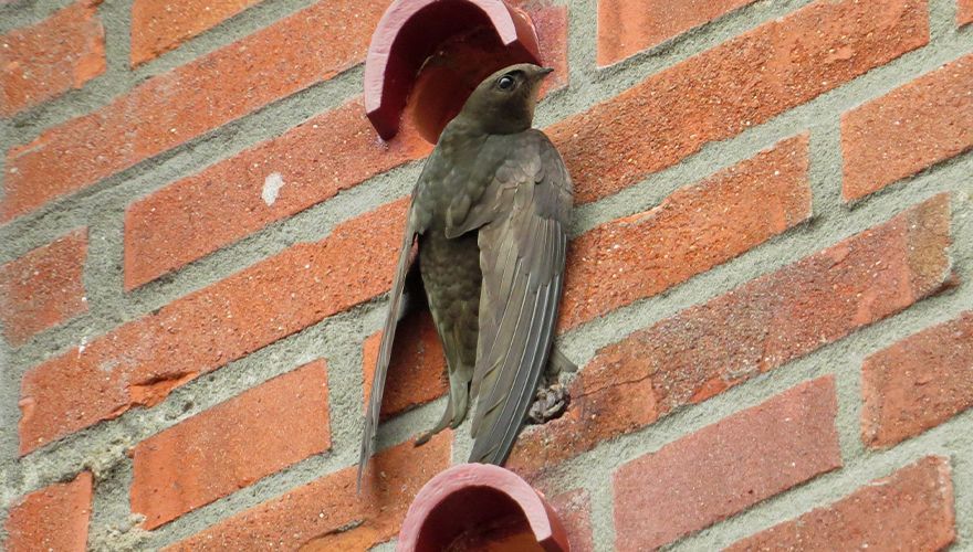 Gierzwaluw bij neststeen rijtjeshuis Jochem Kühnen, Beleef de Lente
