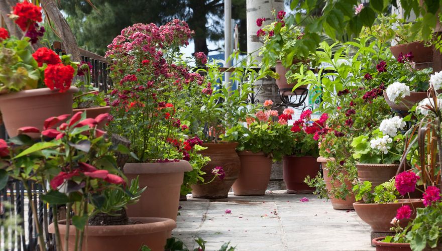 Balkon planten / Shutterstock