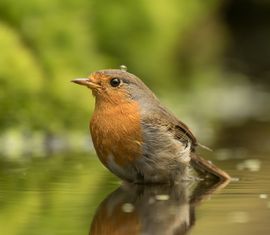 Net uit het bubbelbad