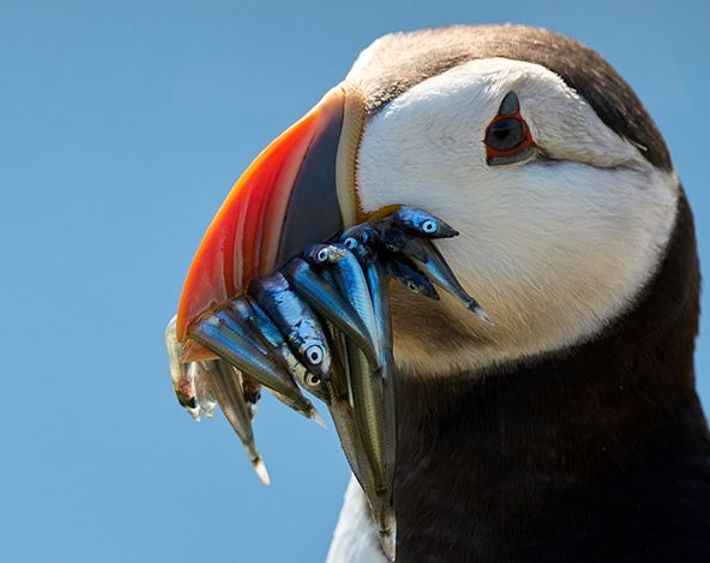 De Wilde Noordzee - ©Dutch Maritime Productions / Jeffrey van Houten