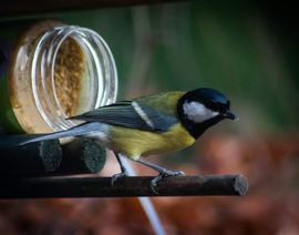 Koolmees bij pindakaas pot