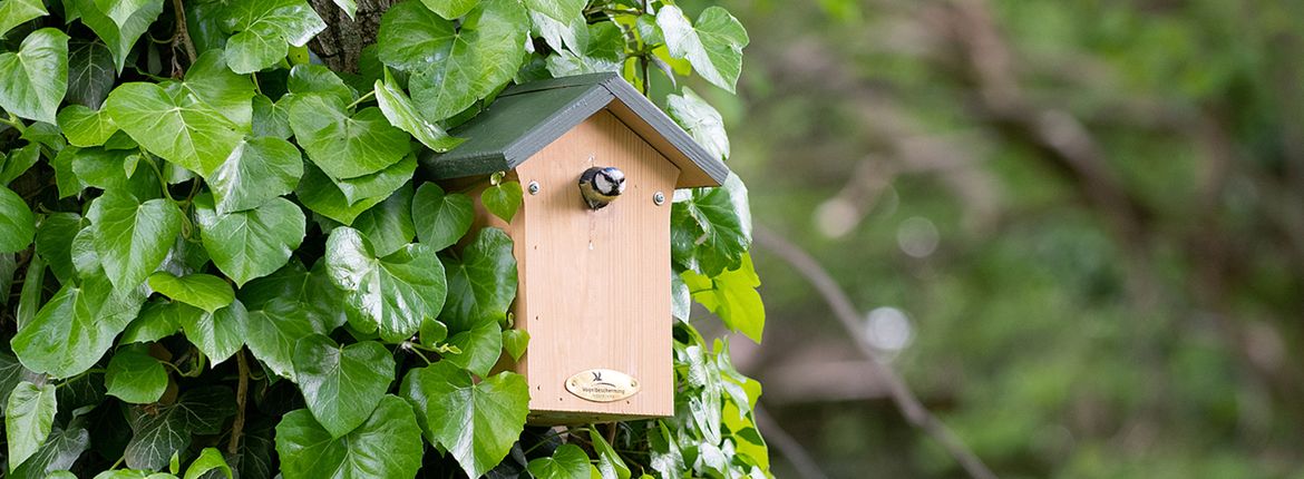 Aanschaf | Vogelbescherming