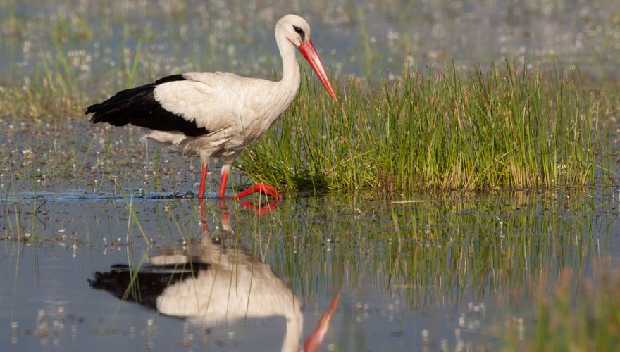 Ooievaar / Birdphoto