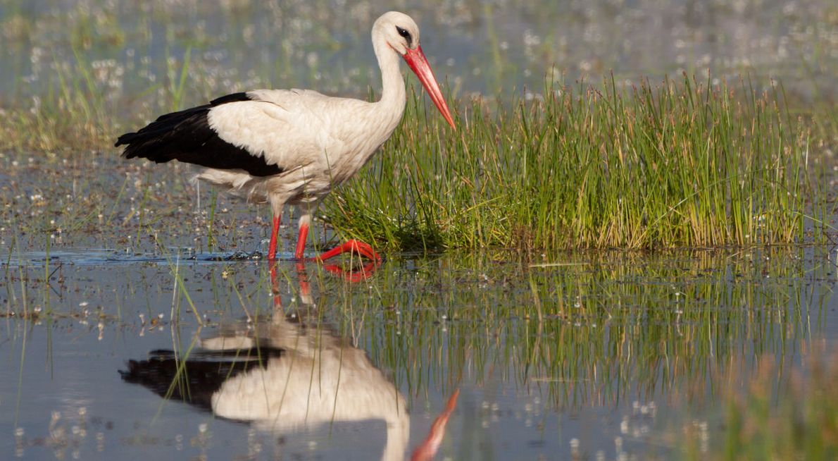 Ooievaar / Birdphoto