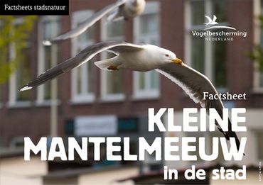 Factsheet stadsvogels Kleine mantelmeeuw