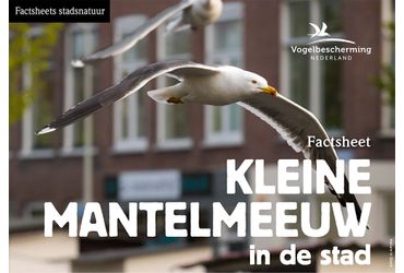 Factsheet stadsvogels Kleine mantelmeeuw