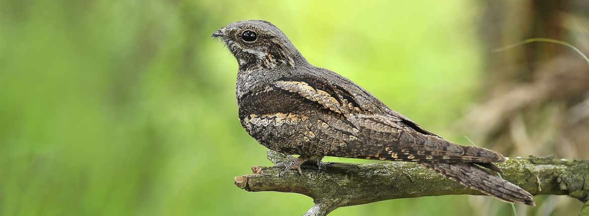 Nachtzwaluw / Shutterstock