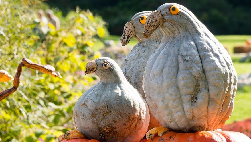 Pompoenvogels / Pixabay