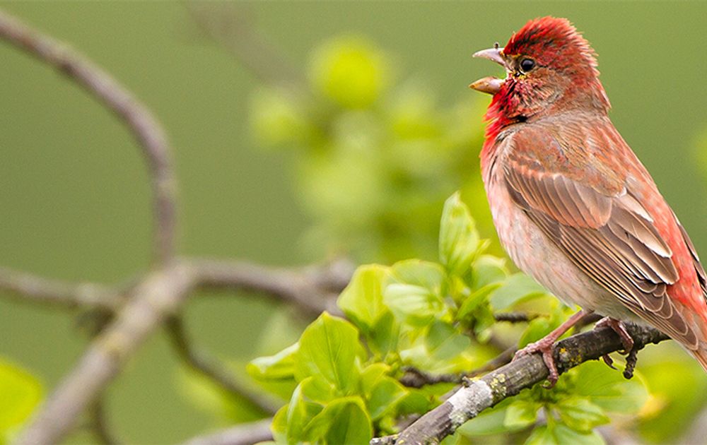 Zeldzaam Rood De Roodmus Vogelbescherming