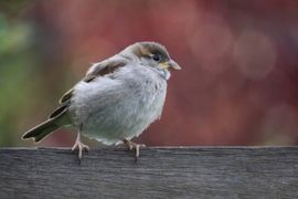 Mus in mijn tuin