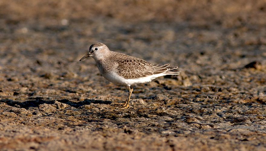 Temmincks strandloper / Corstiaan Beeke