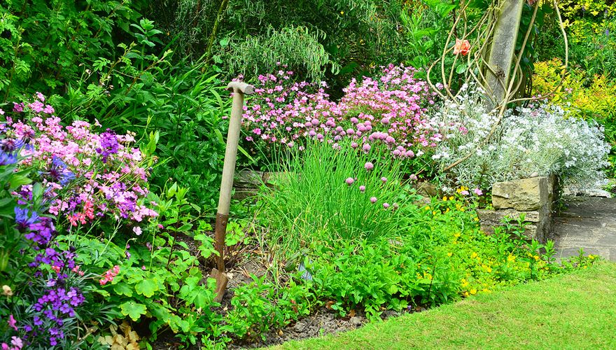 Border in tuin / Shutterstock