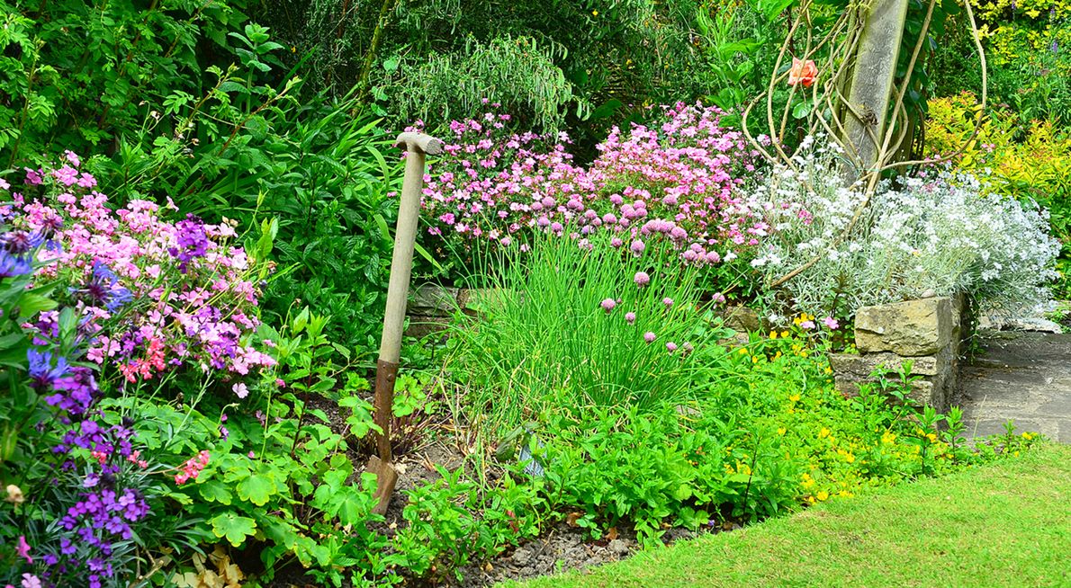 Border in tuin / Shutterstock