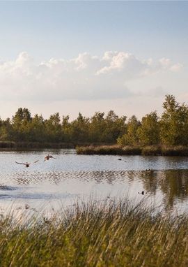 Basiskwaliteit natuur Noord-Brabant