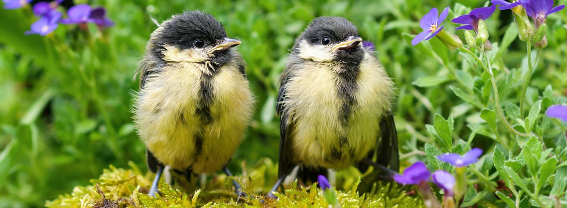 jonge koolmezen / Shutterstock