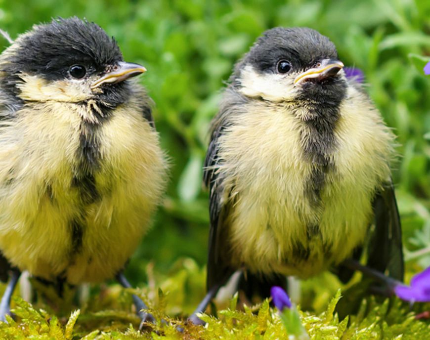 jonge koolmezen / Shutterstock