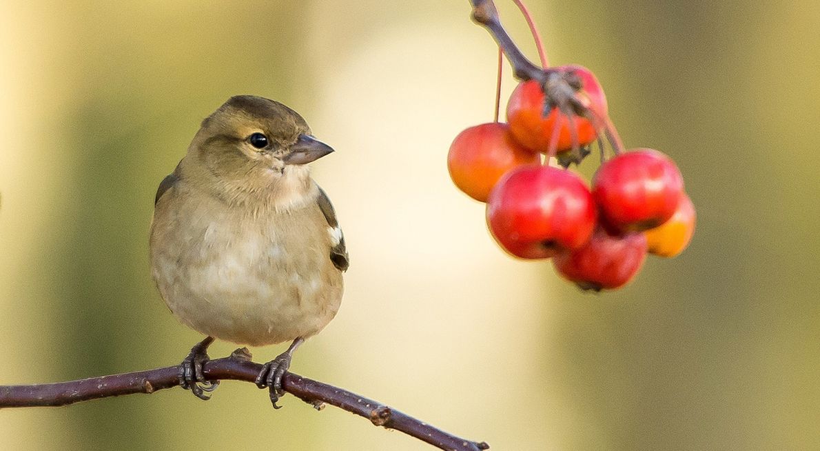 Vink / Pixabay