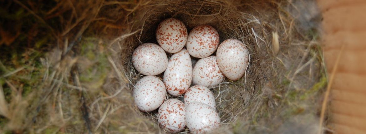 Humoristisch Tientallen Kanon Wanneer komen de eerste eitjes? | Vogelbescherming
