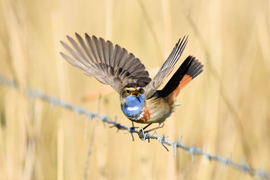 Blauwborst vliegt weg