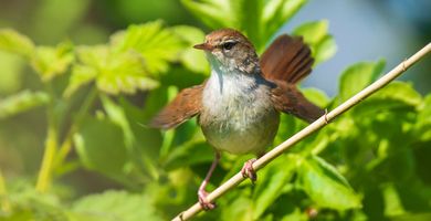 Cetti's zanger / Shutterstock