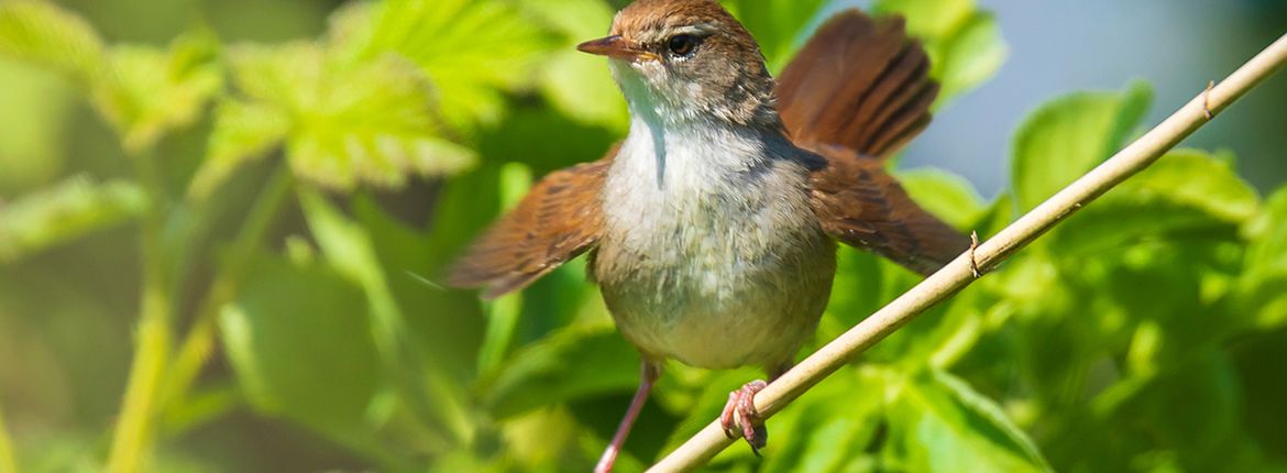 Cetti's zanger / Shutterstock