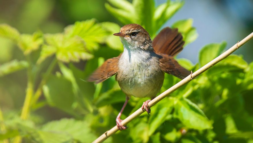 Cetti's zanger / Shutterstock