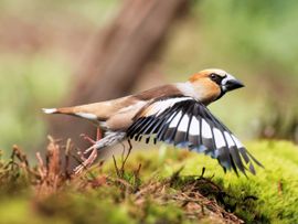 appelvink in vlucht