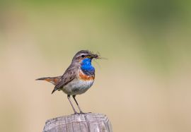 Blauwborst man druk met eten voor zijn jongen