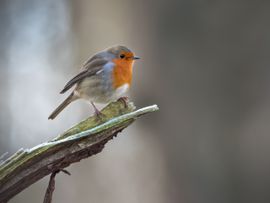 Roodborst op takje met rijp