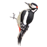 Grote bonte specht / Elwin van der Kolk