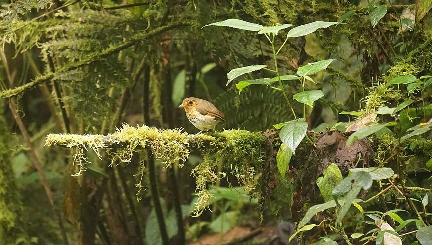 Okerborstdwergmierpitta / Koen de Geus