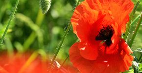 Klaproos / Hans Peeters