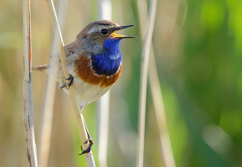 Blauwborst / Ernst Bos