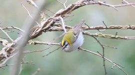 Uniek moment, een vuur goudhaan