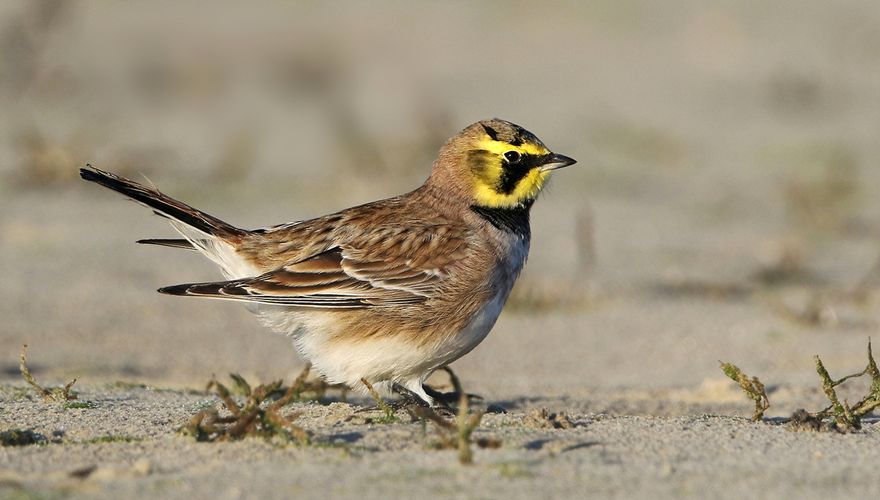 Strandleeuwerik / Ruwan Aluvihare