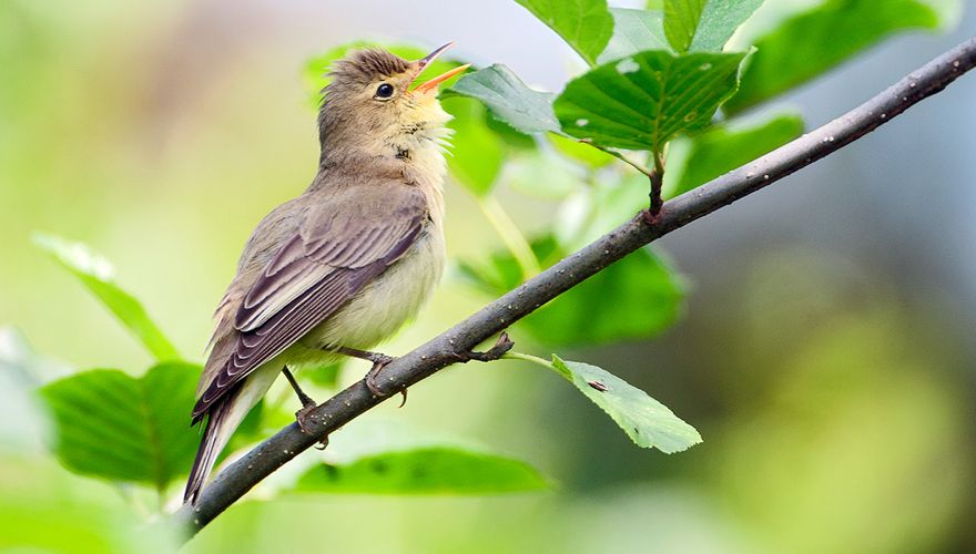 Spotvogel / Marcel van Kammen