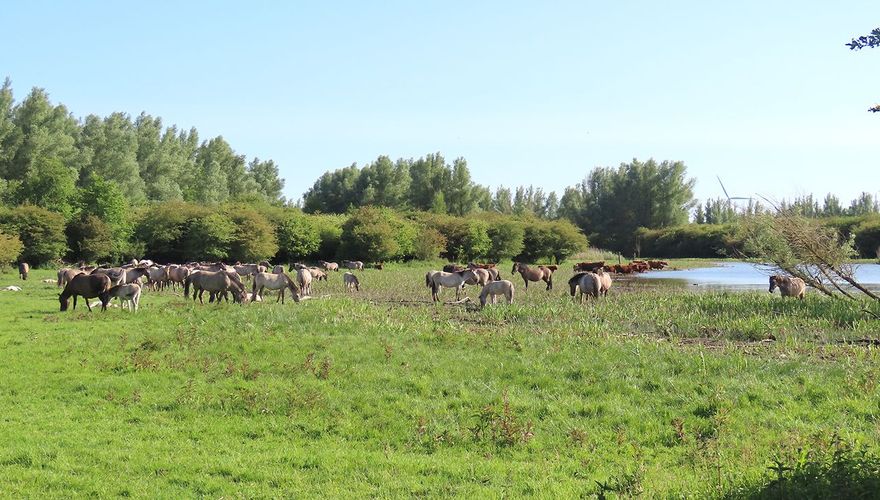 Horsterwold Konikpaarden in de Stille Kern / John Veron