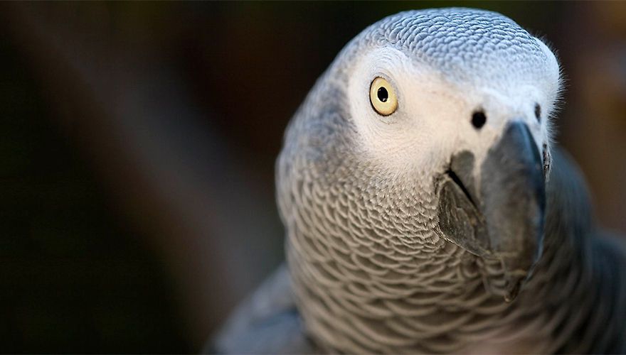 Rode lijst grey parrot / Ken Schwarz - Flickr